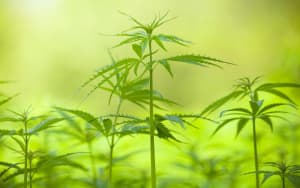 manfaat hemp bagi lingkungan